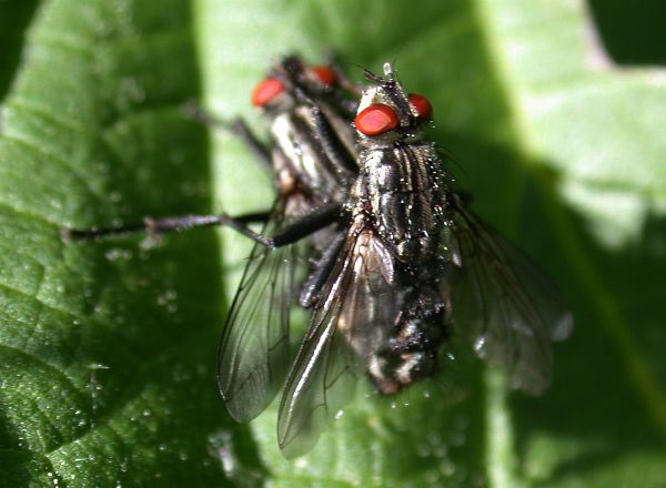 fliegen-4277a.jpg