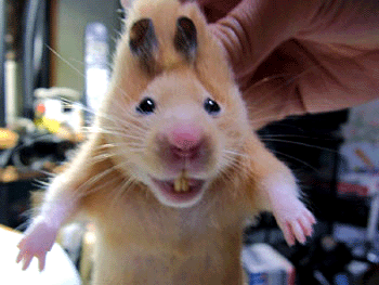 hasi.gif