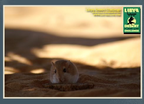 ldc-gerbil.jpg