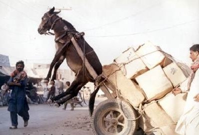 parking-donkey.jpg