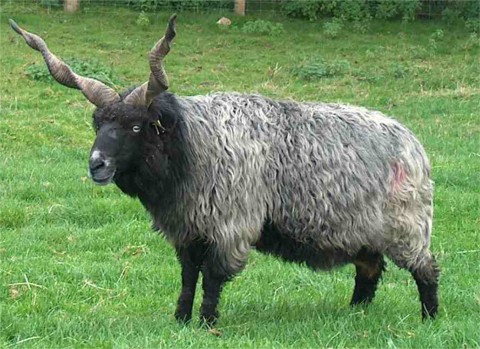Zackelschaf-Bock.jpg