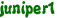 juniper1
